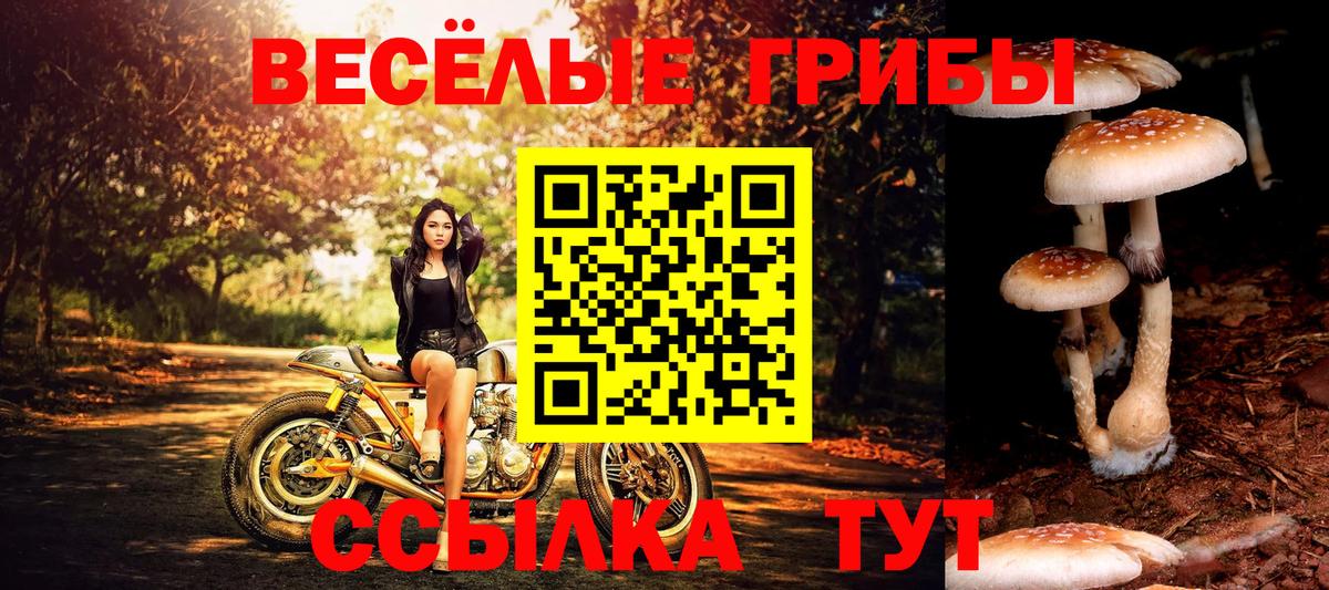 Псилоцибиновые грибы Cubensis Рославль